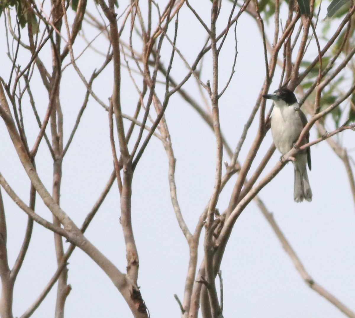 Gray Butcherbird - ML644508005