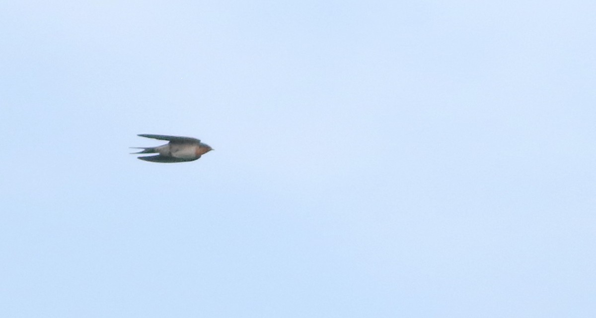 Welcome Swallow - ML644508006