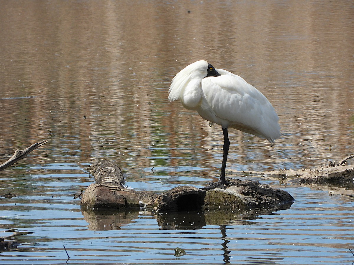 Royal Spoonbill - ML644508007