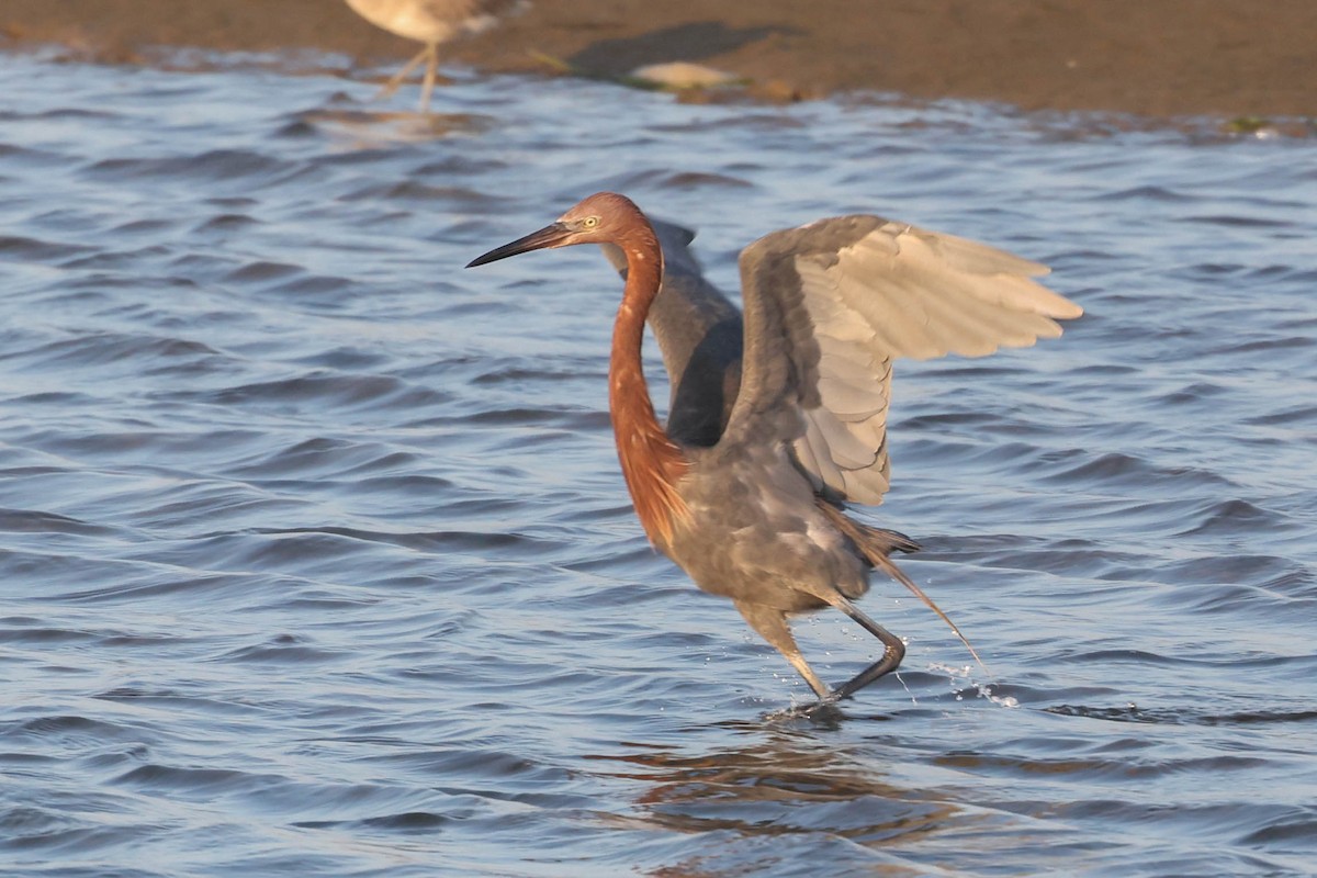 Reddish Egret - ML644508009