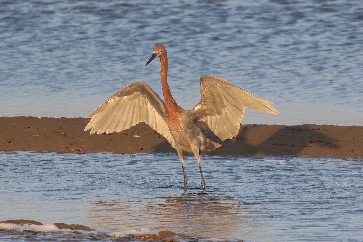 Reddish Egret - ML644508010