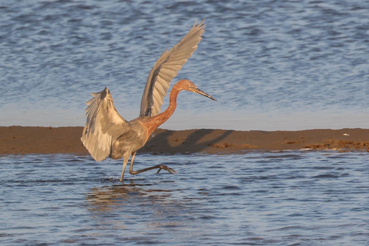 Reddish Egret - ML644508011