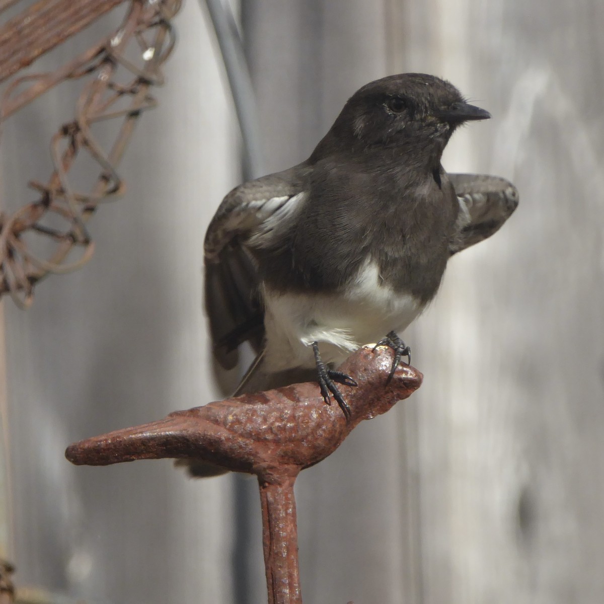 Black Phoebe - ML644508013