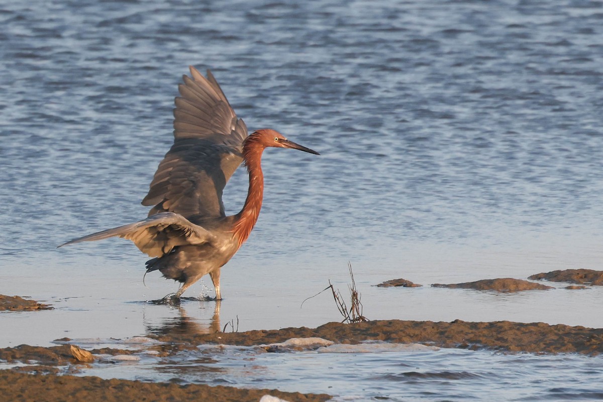 Reddish Egret - ML644508014