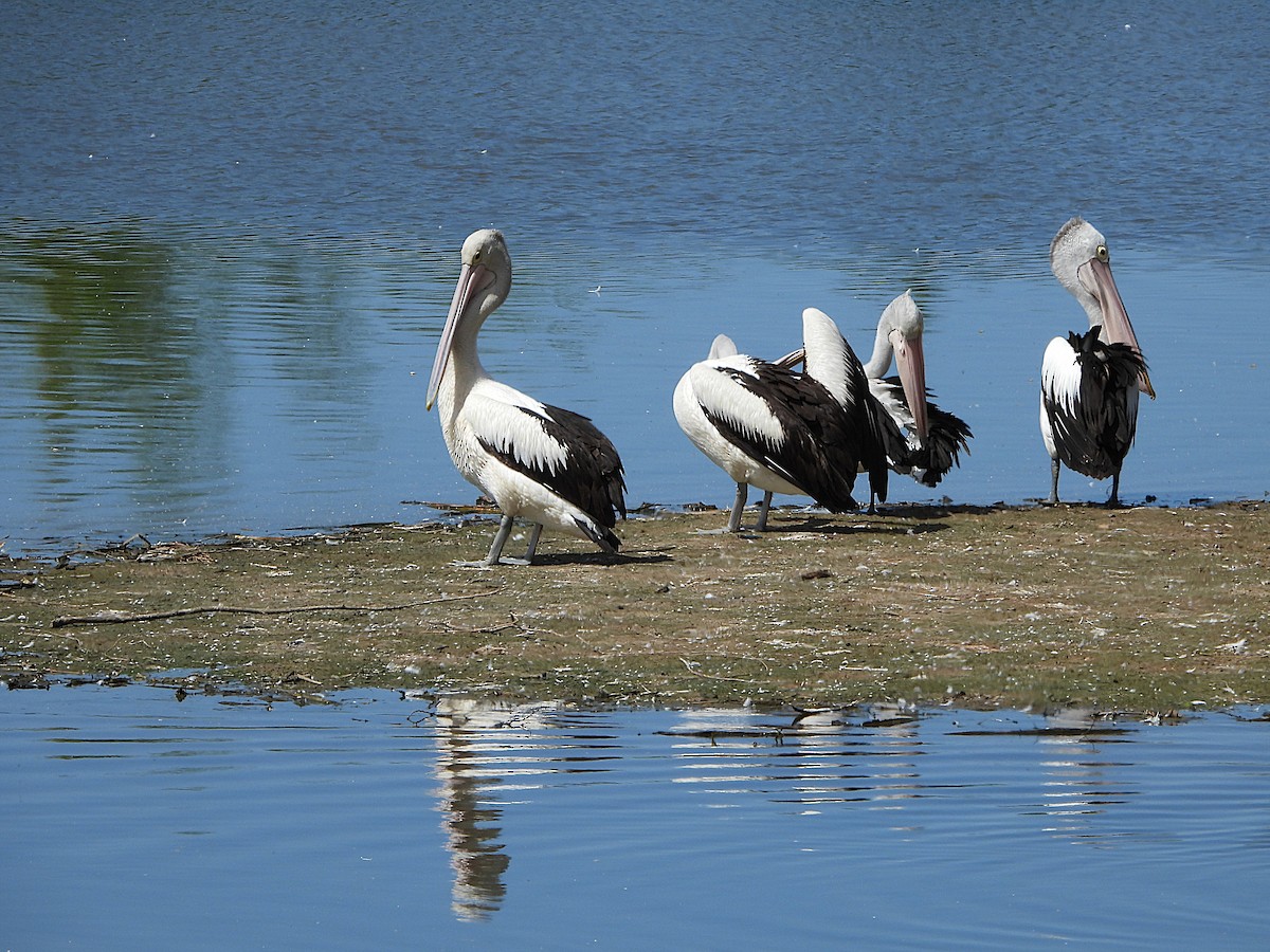 Australian Pelican - ML644508015