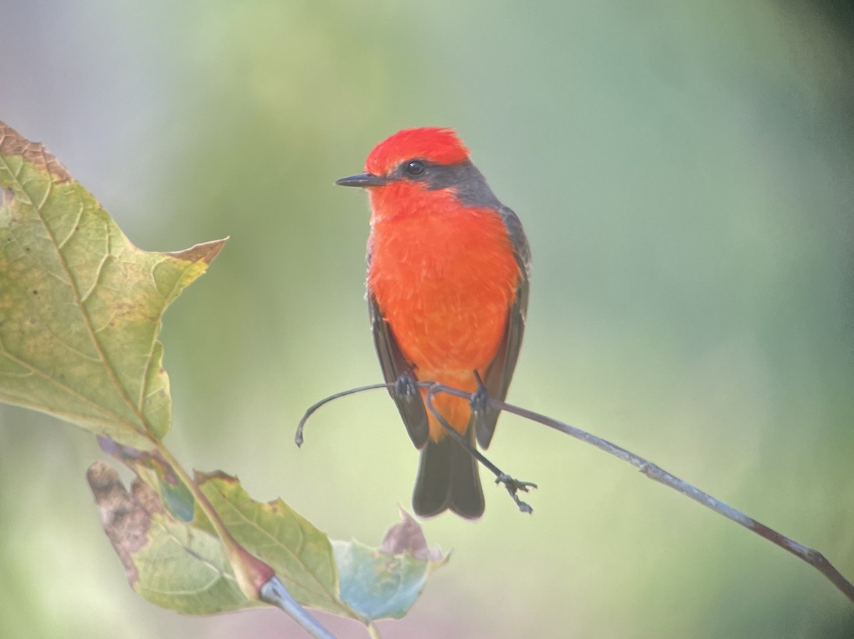 ベニタイランチョウ - ML644508020