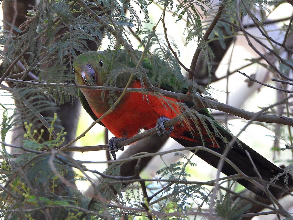 キンショウジョウインコ - ML644508021
