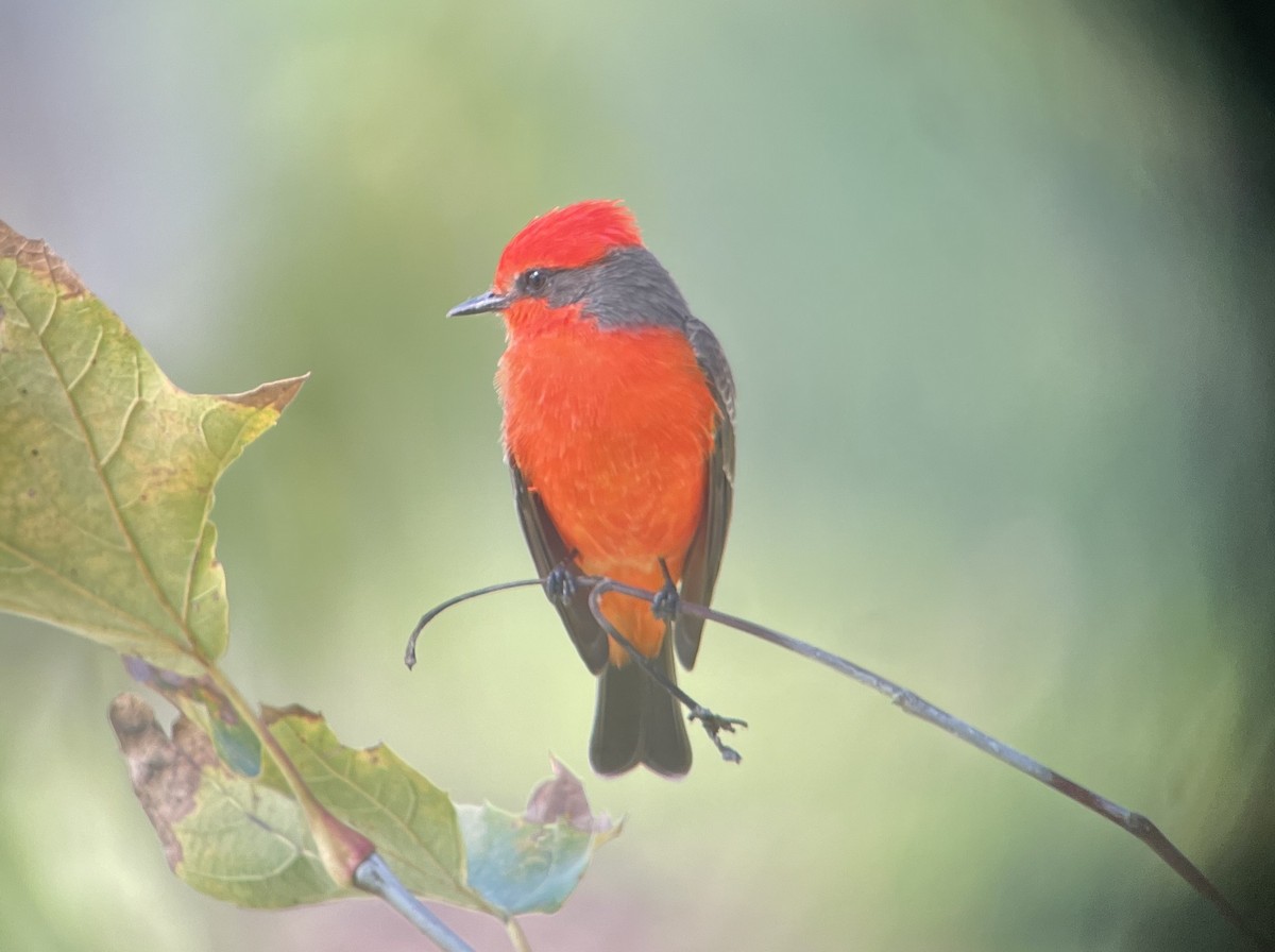 ベニタイランチョウ - ML644508022