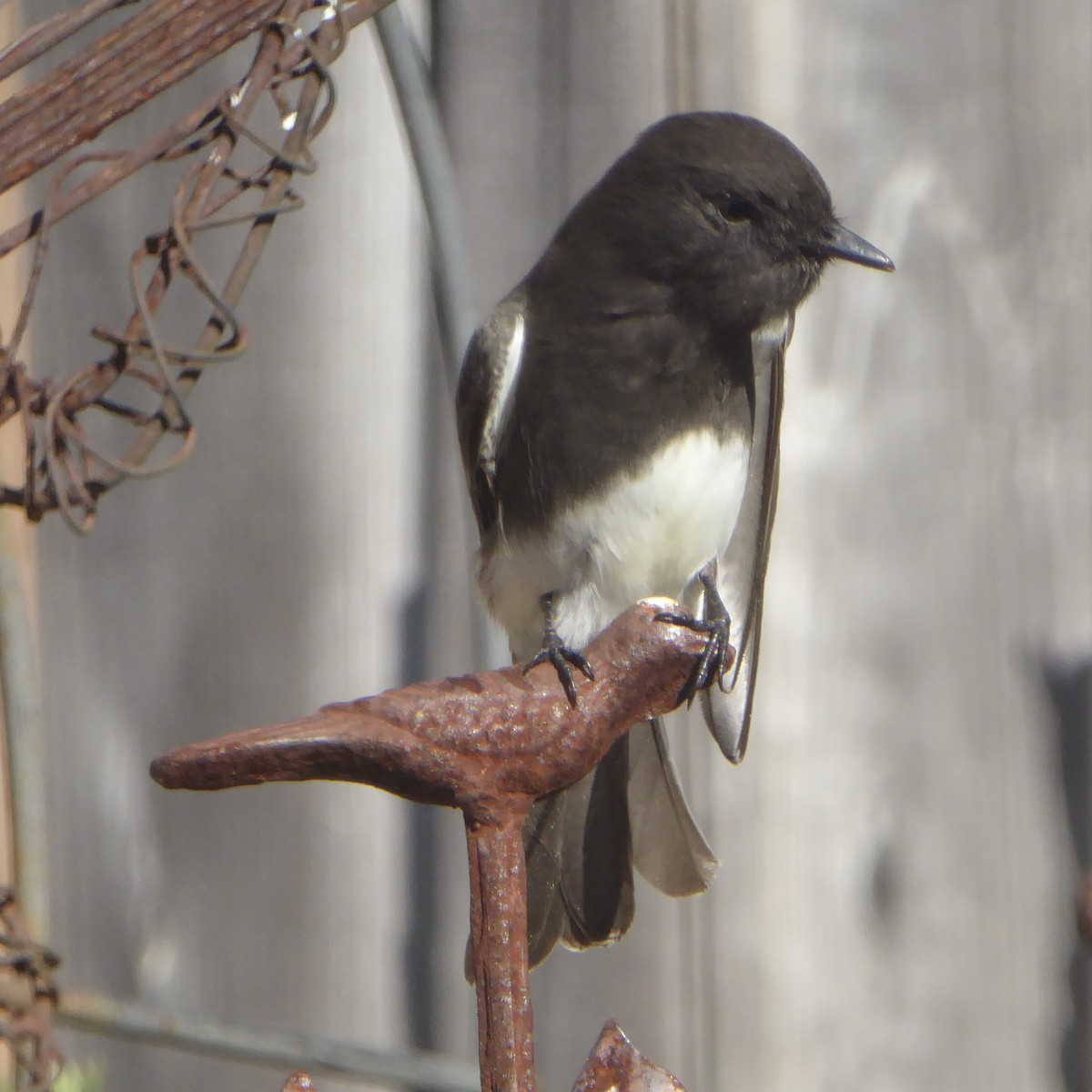 クロツキヒメハエトリ - ML644508023