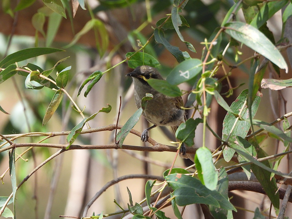 キホオコバシミツスイ - ML644508025