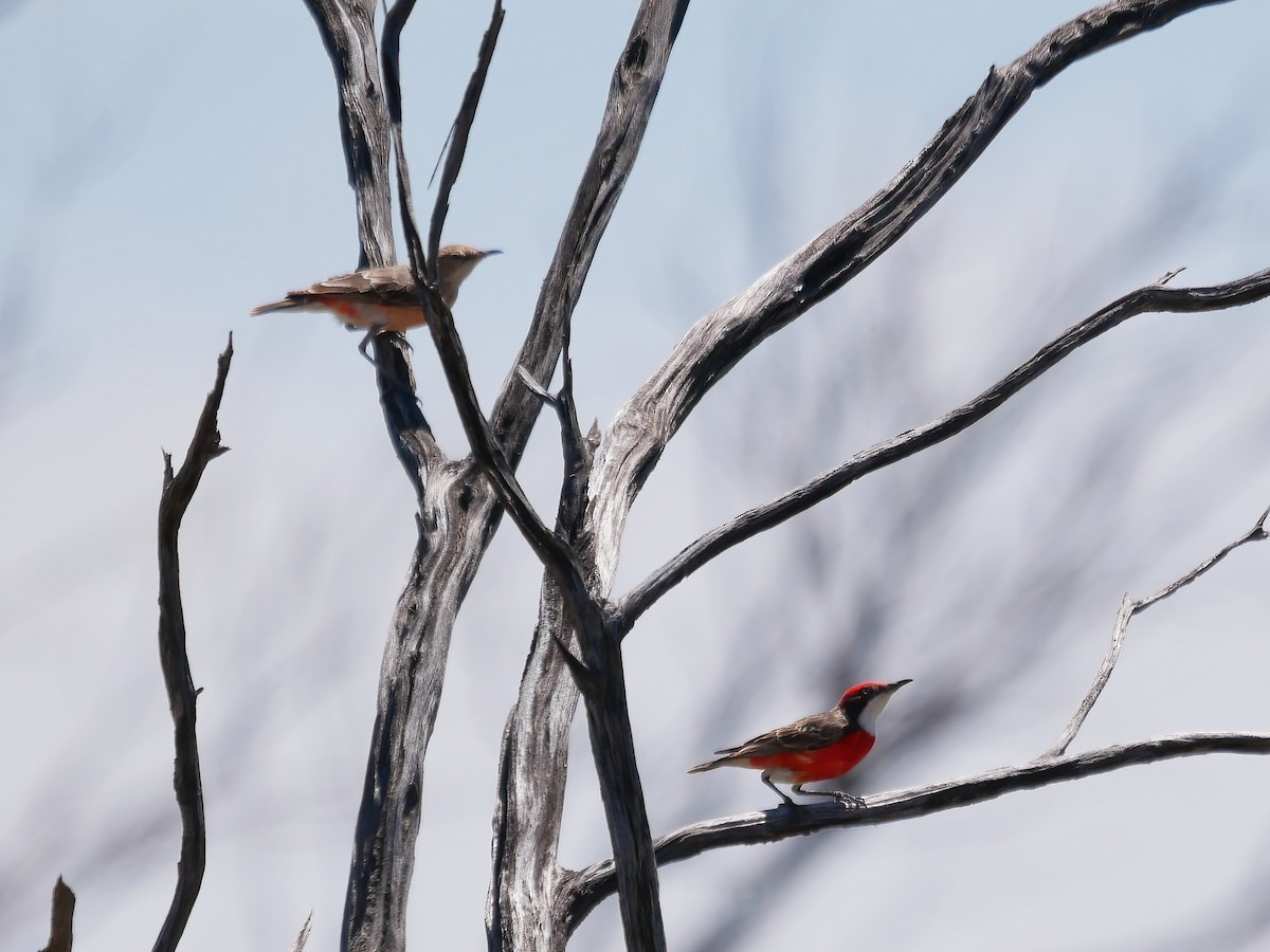 ベニオーストラリアヒタキ - ML644508028