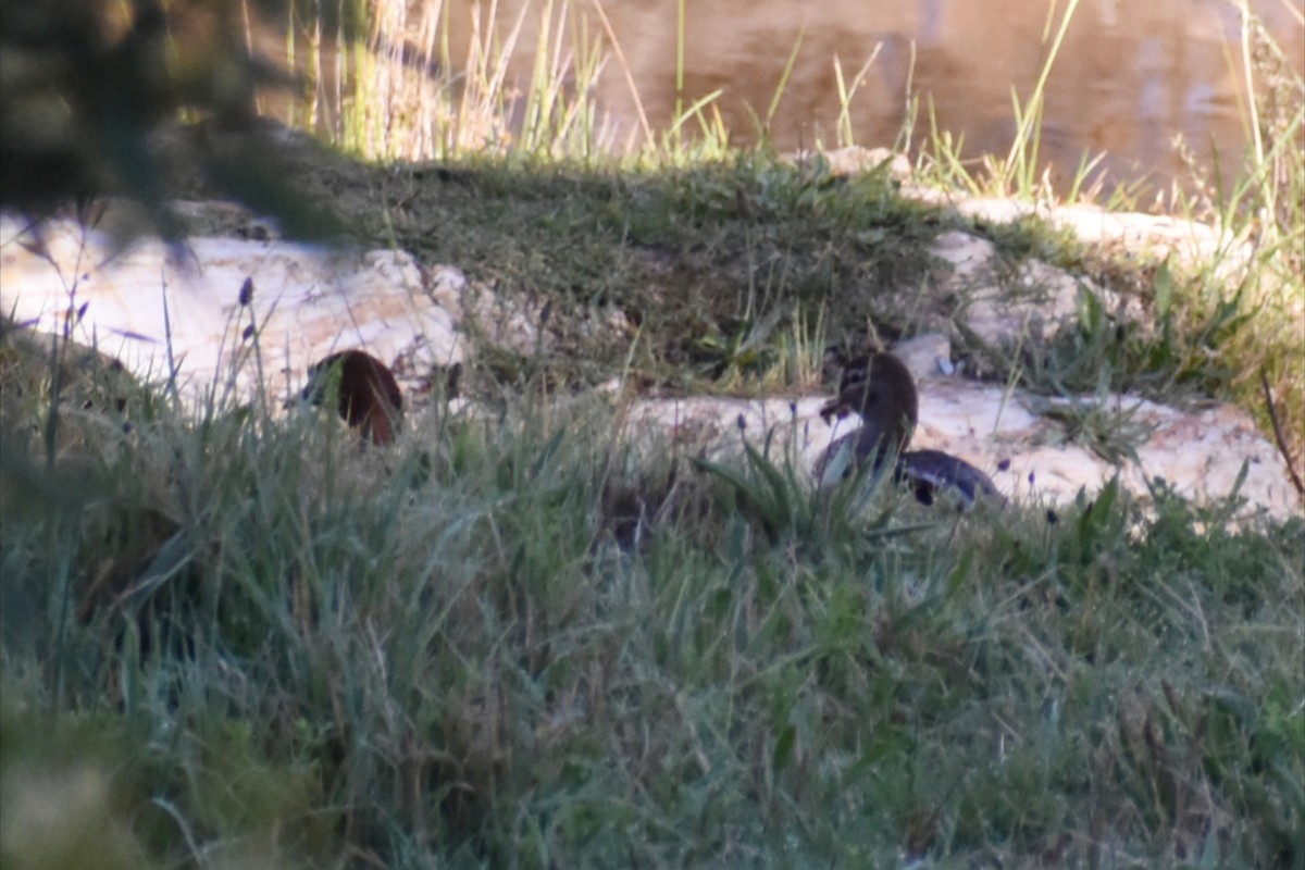 タテガミガン - ML644508029