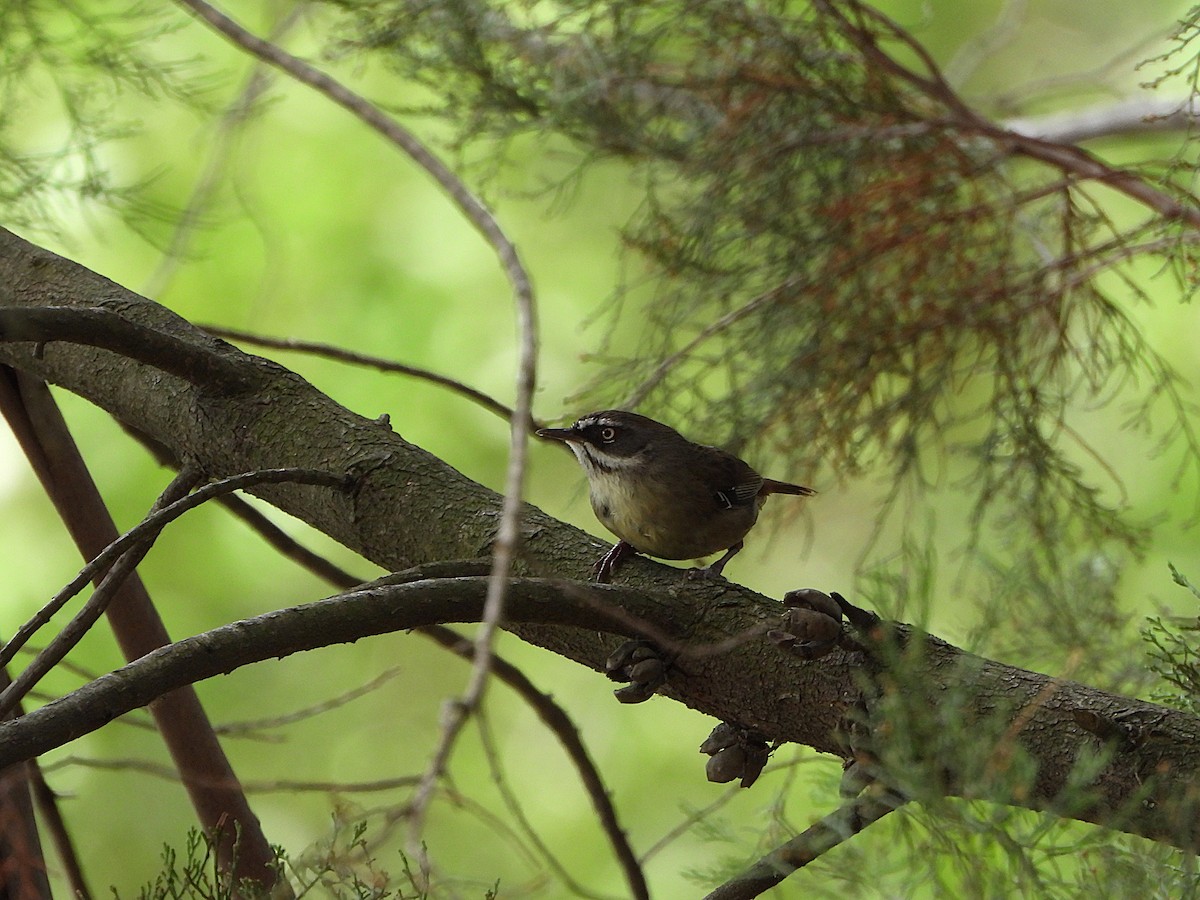 マミジロヤブムシクイ - ML644508031