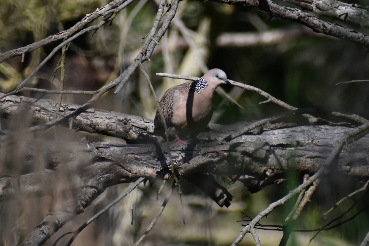 カノコバト - ML644508032