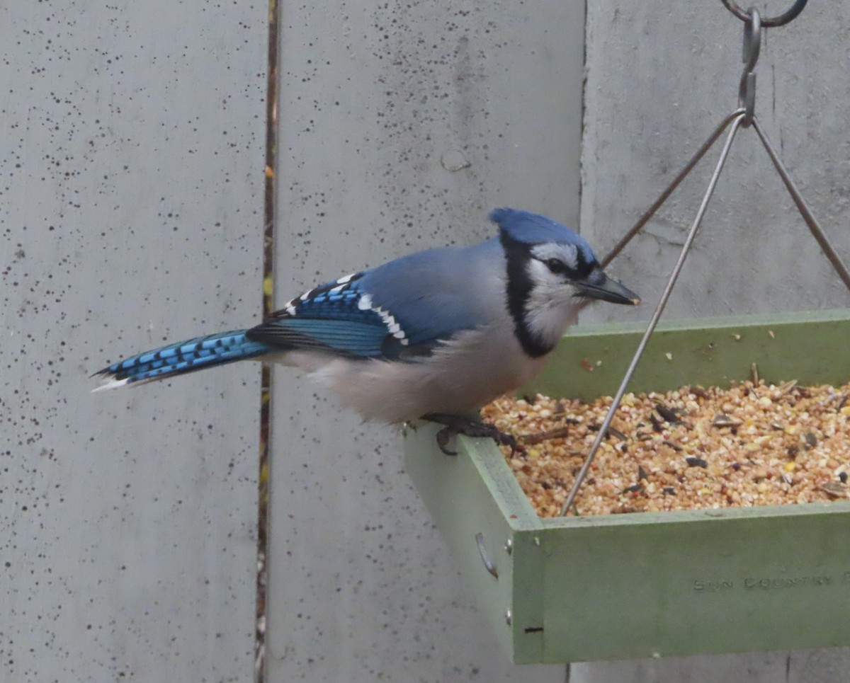 アオカケス - ML644508034