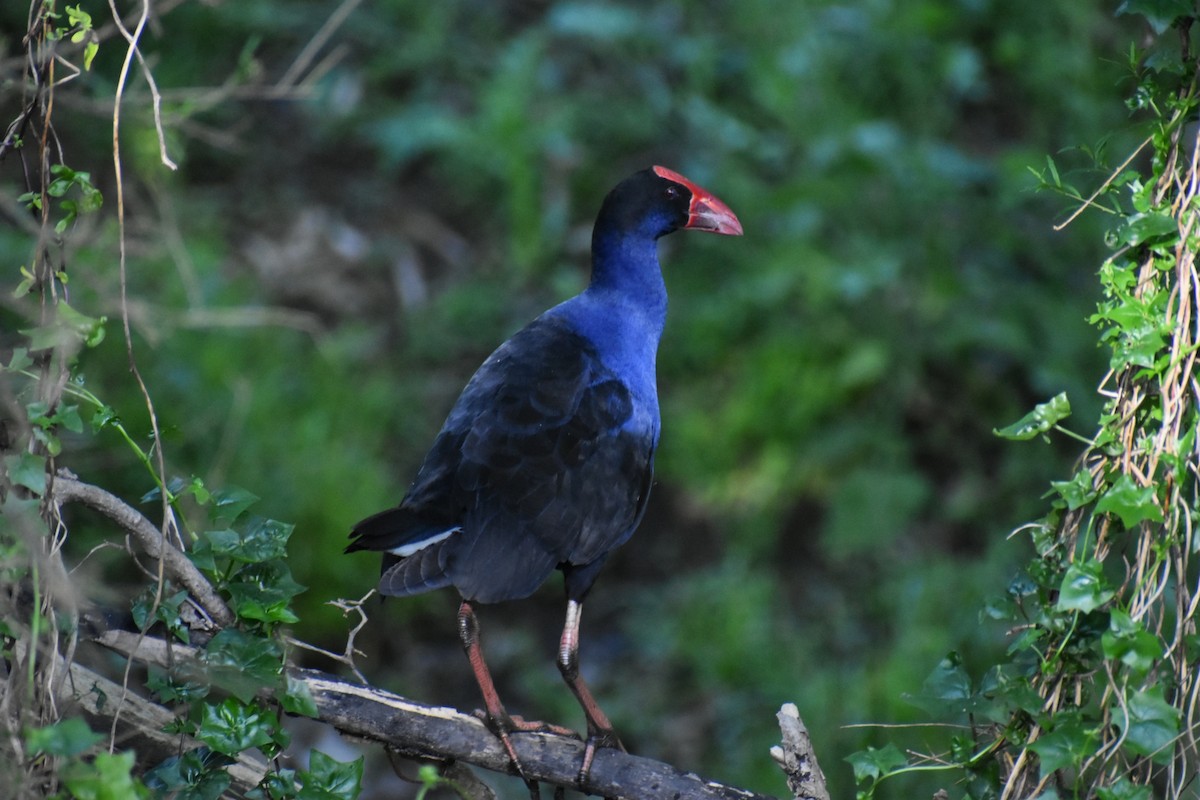 オーストラリアセイケイ - ML644508036