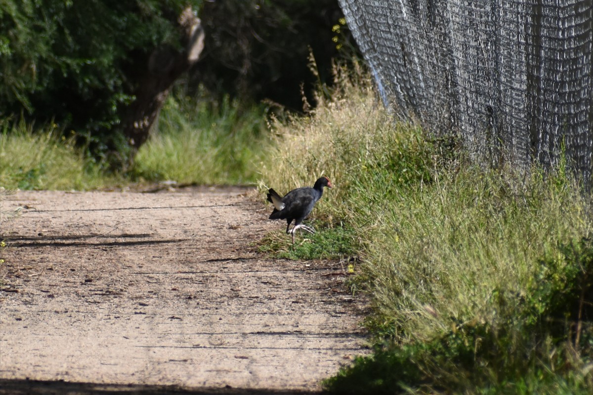 オーストラリアセイケイ - ML644508037