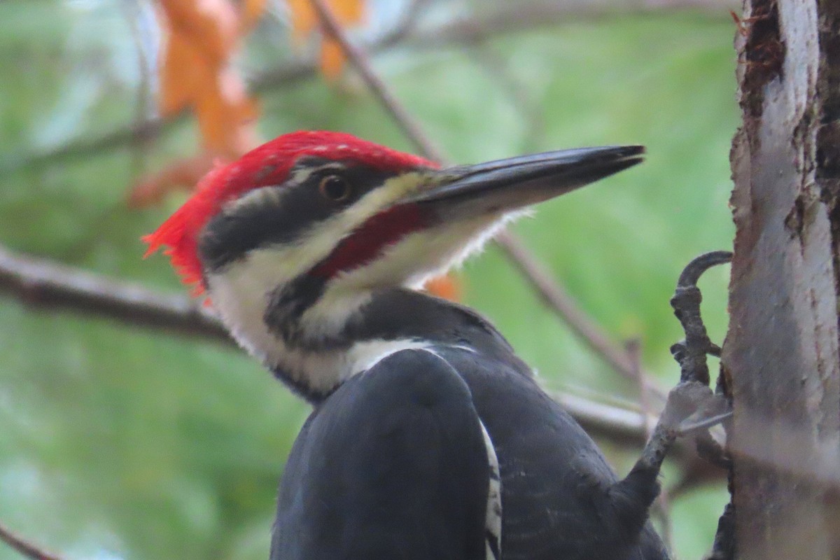 エボシクマゲラ - ML644508038