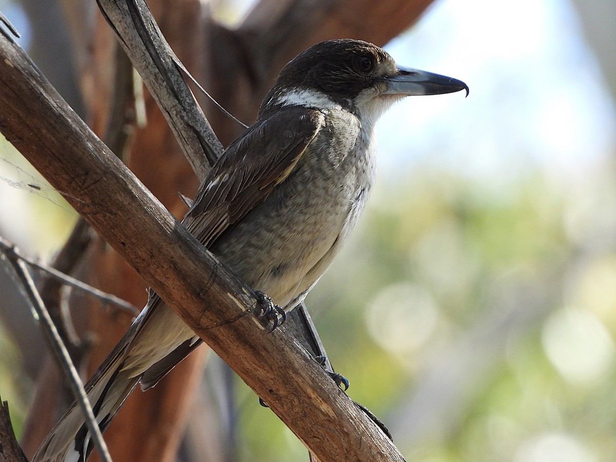 ハイイロモズガラス - ML644508039