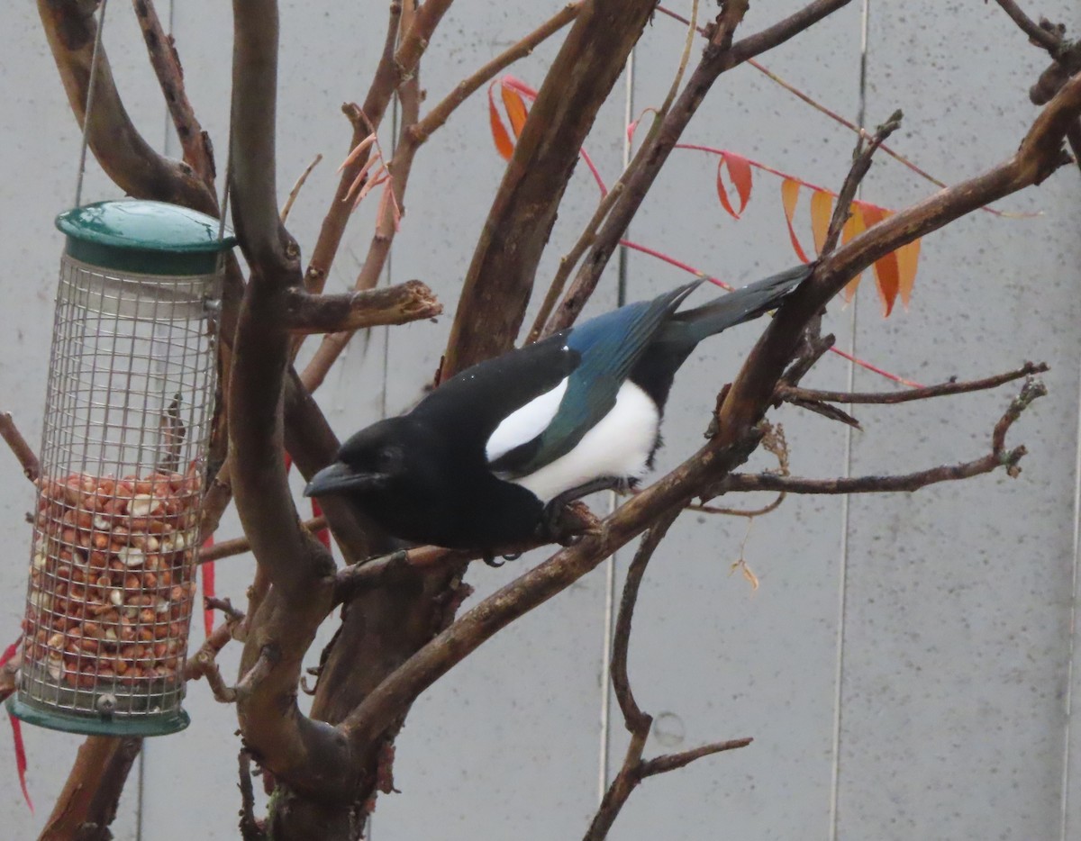 アメリカカササギ - ML644508040