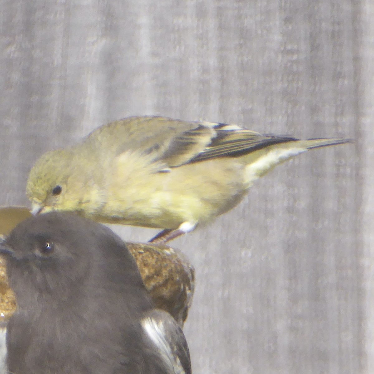 ヒメキンヒワ - ML644508041