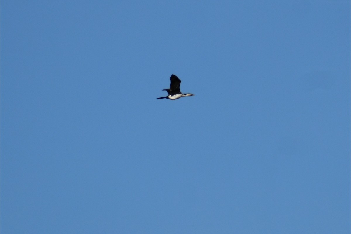 シロハラコビトウ - ML644508042