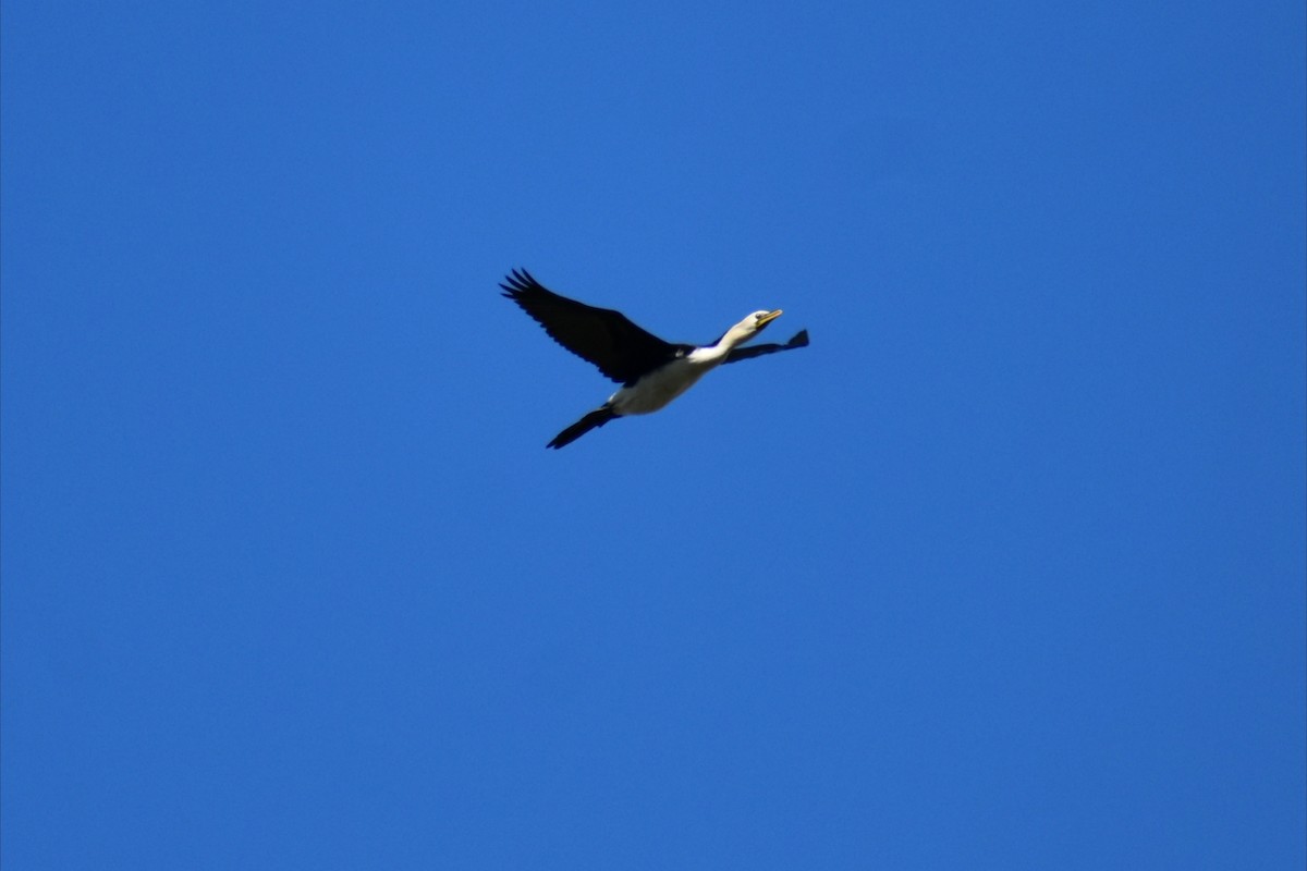 シロハラコビトウ - ML644508043