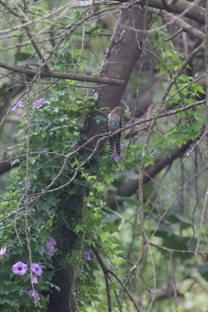 ホトトギス - ML644508044