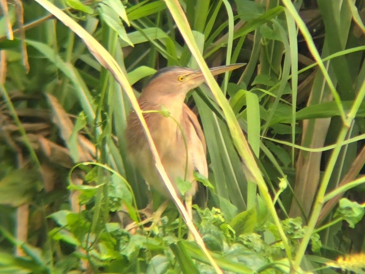 ヨシゴイ - ML644508045