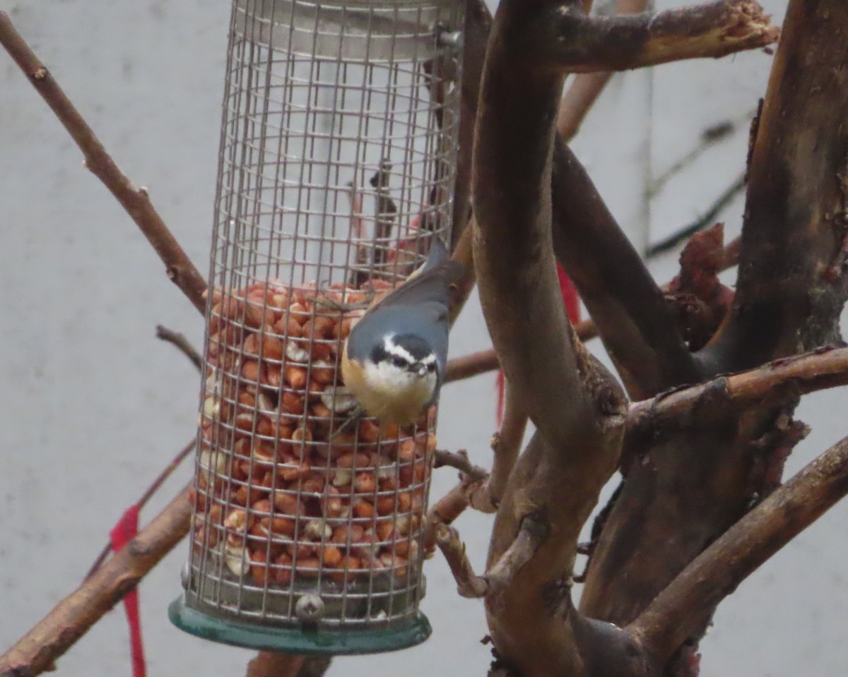 ムネアカゴジュウカラ - ML644508046