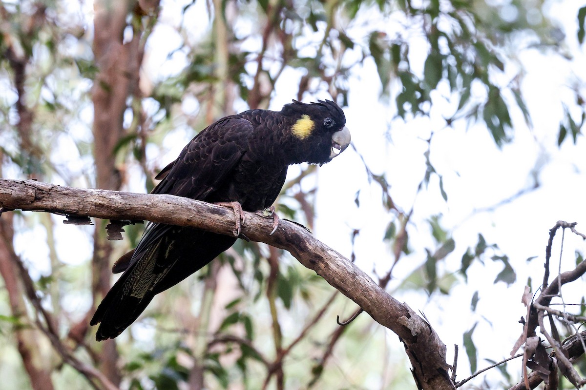 キイロオクロオウム - ML644508047