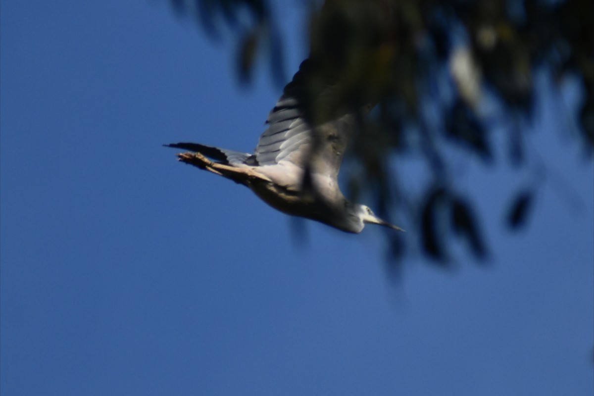 カオジロサギ - ML644508048