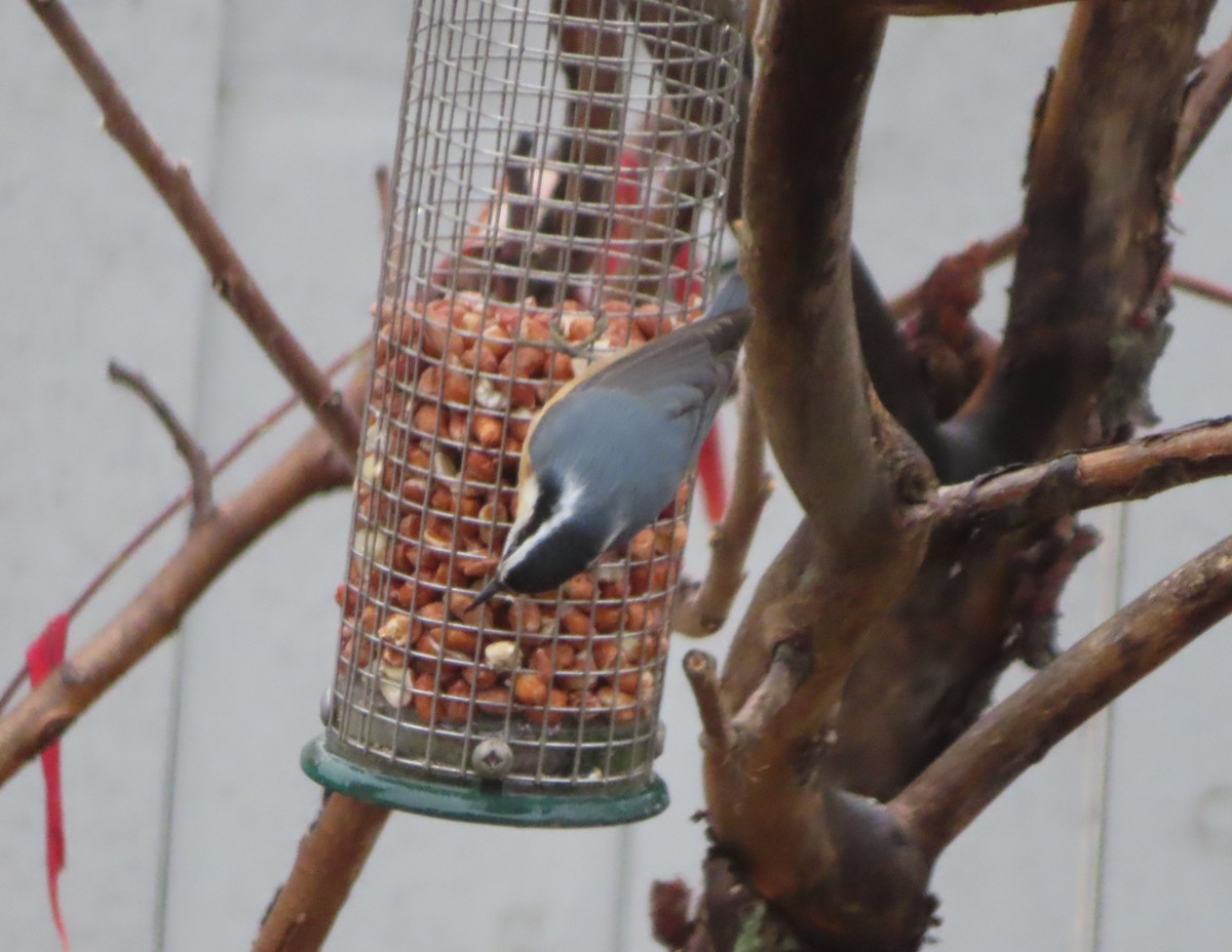 ムネアカゴジュウカラ - ML644508049