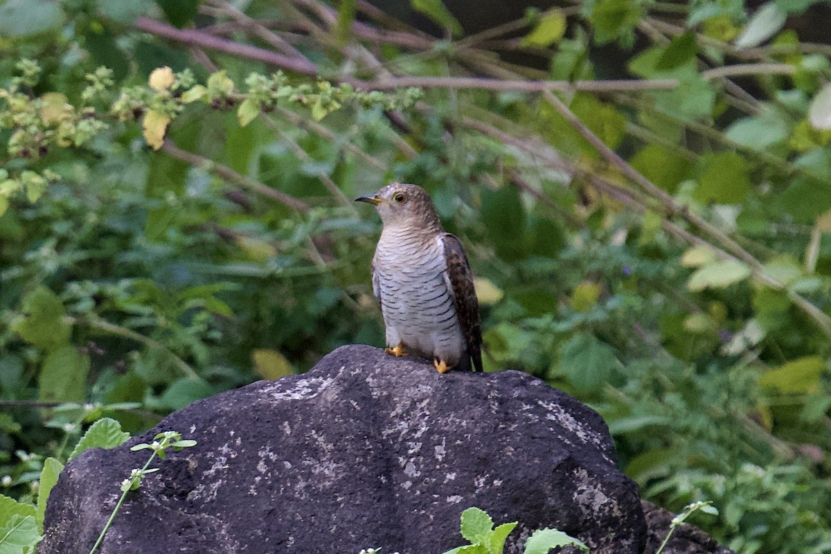 カッコウ - ML644508050