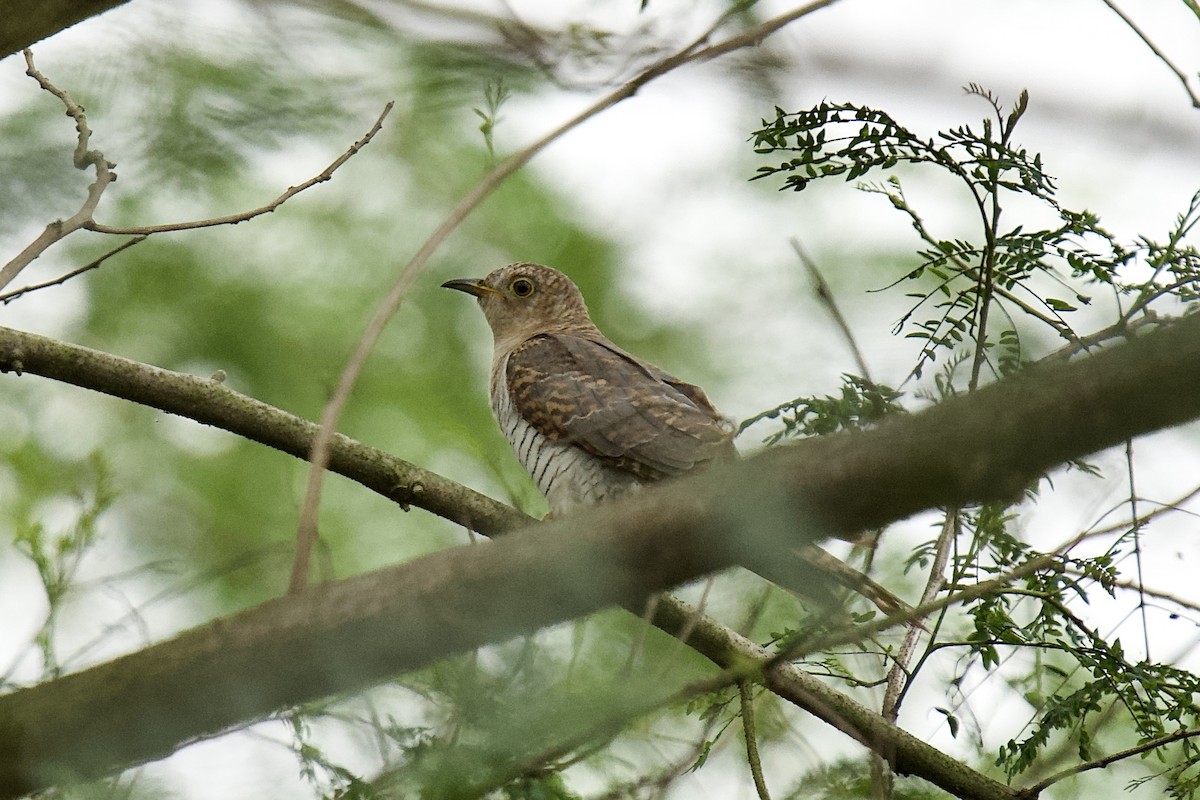 カッコウ - ML644508051