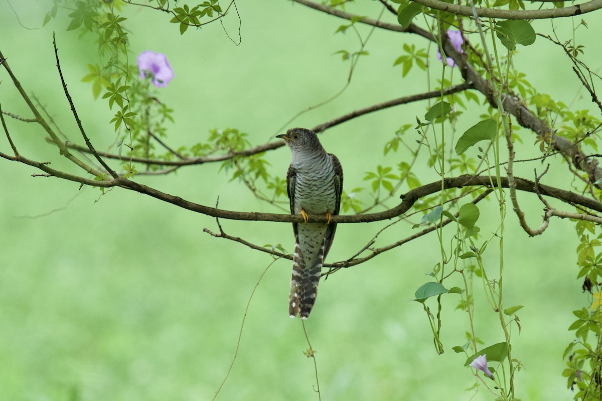 カッコウ - ML644508052