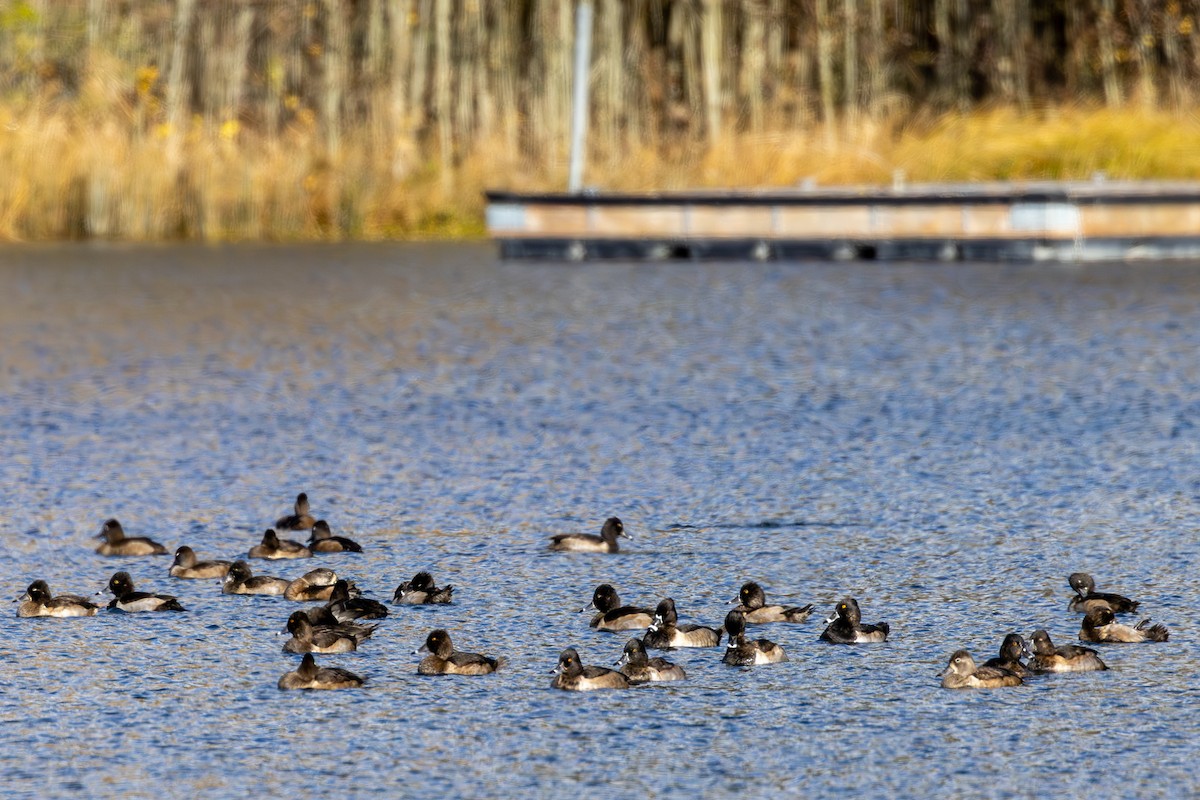 Ring-necked Duck - ML644508057