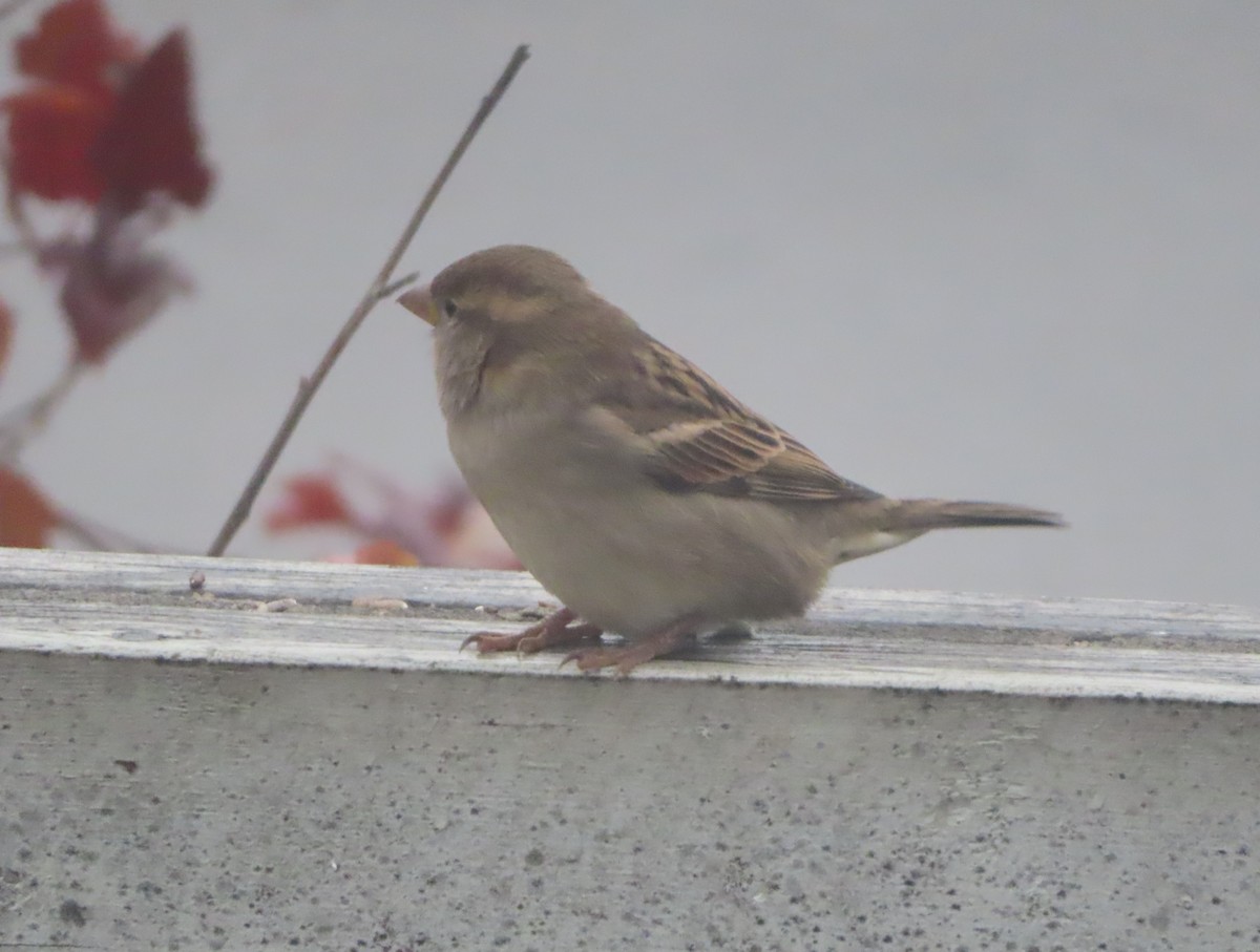 דרור הבית - ML644508058