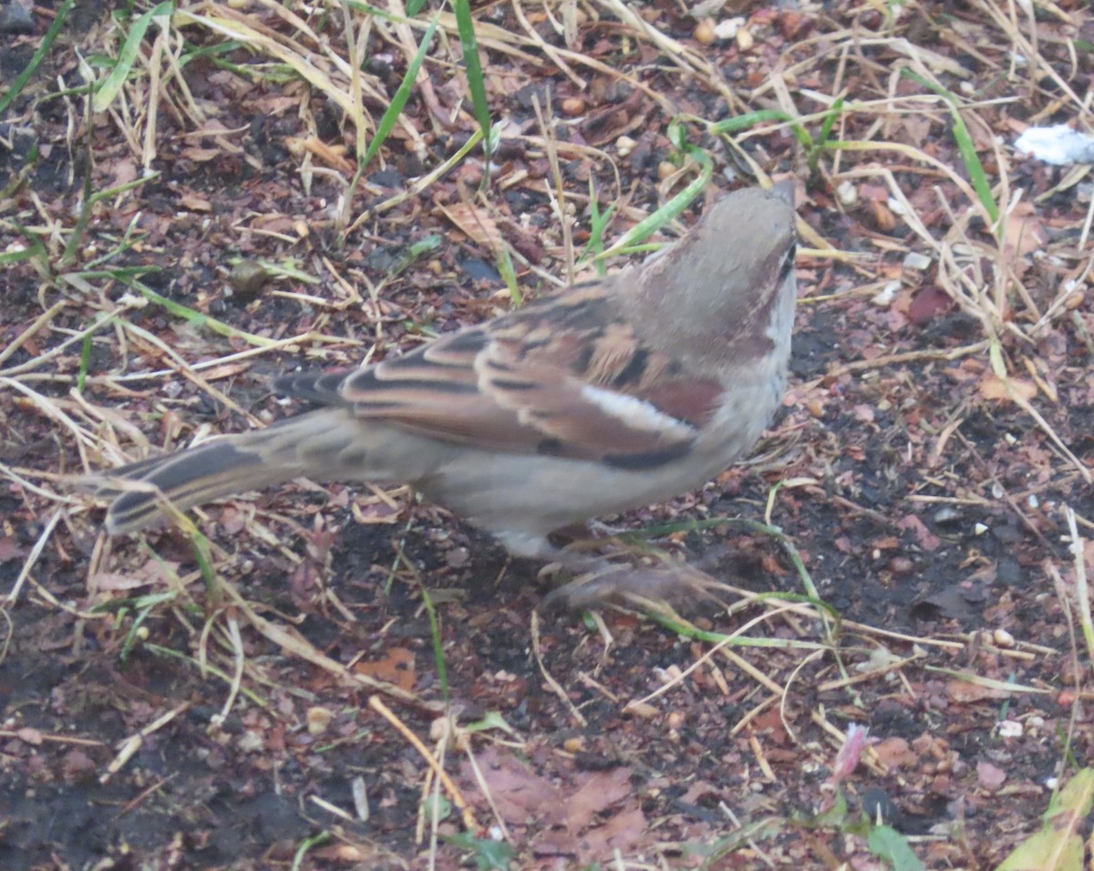 דרור הבית - ML644508059