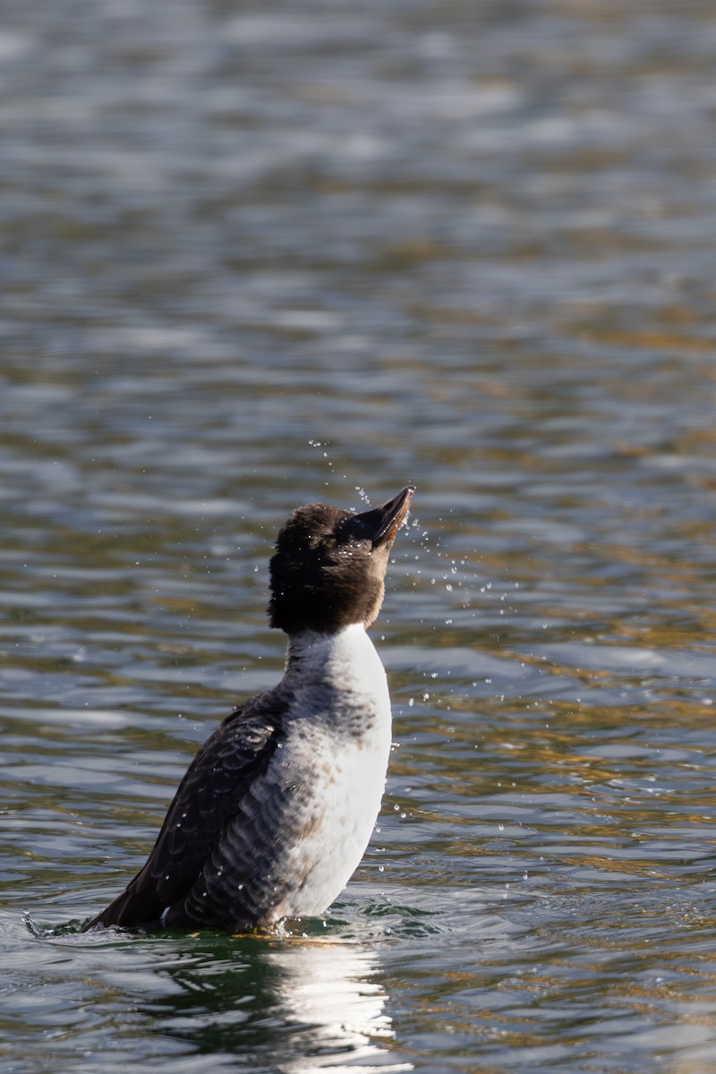ホオジロガモ - ML644508063