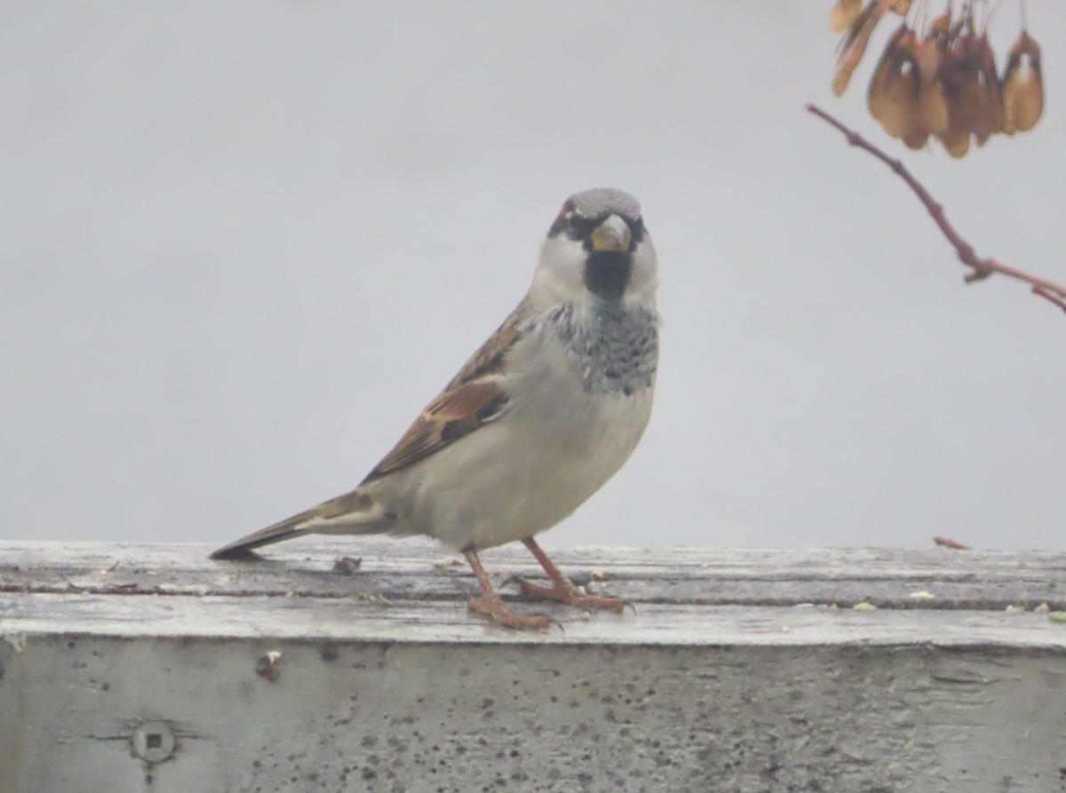דרור הבית - ML644508064