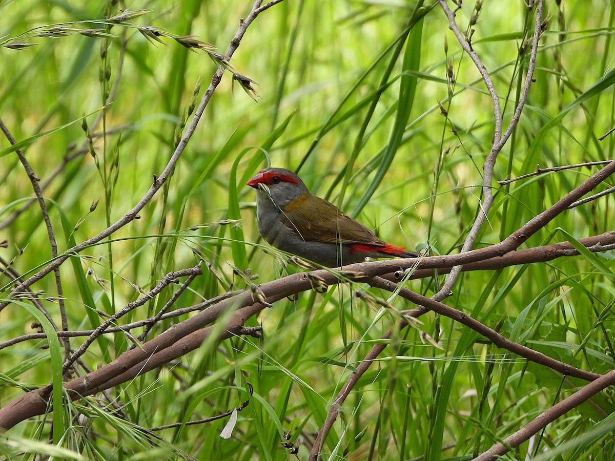 Краснобровая амадина - ML644508066
