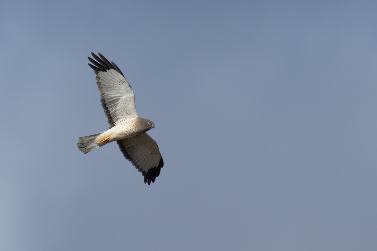 Northern Harrier - ML644508067