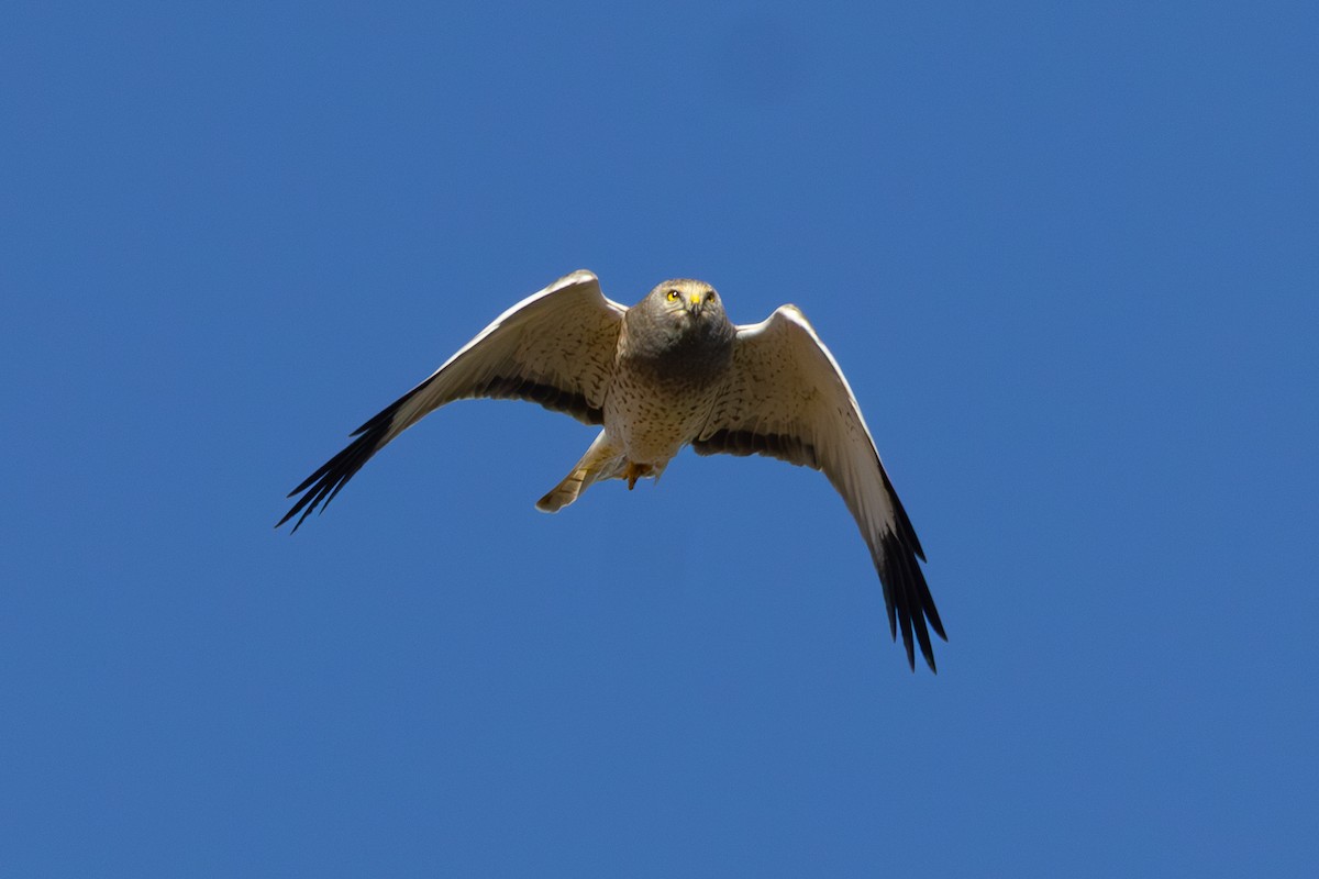 Northern Harrier - ML644508068