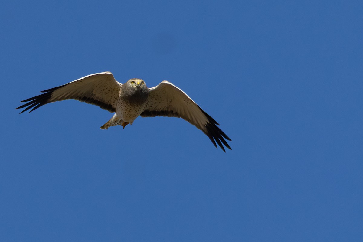 Northern Harrier - ML644508069