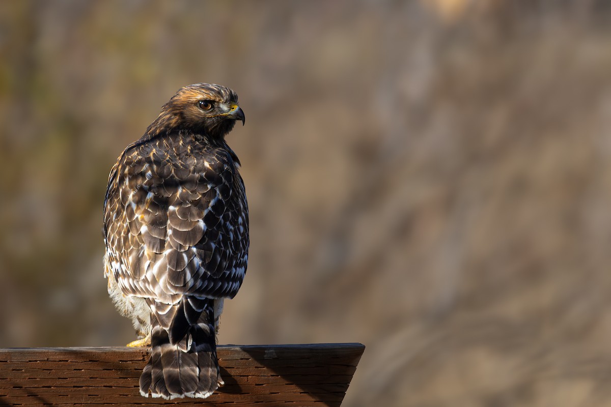 Red-shouldered Hawk - ML644508072