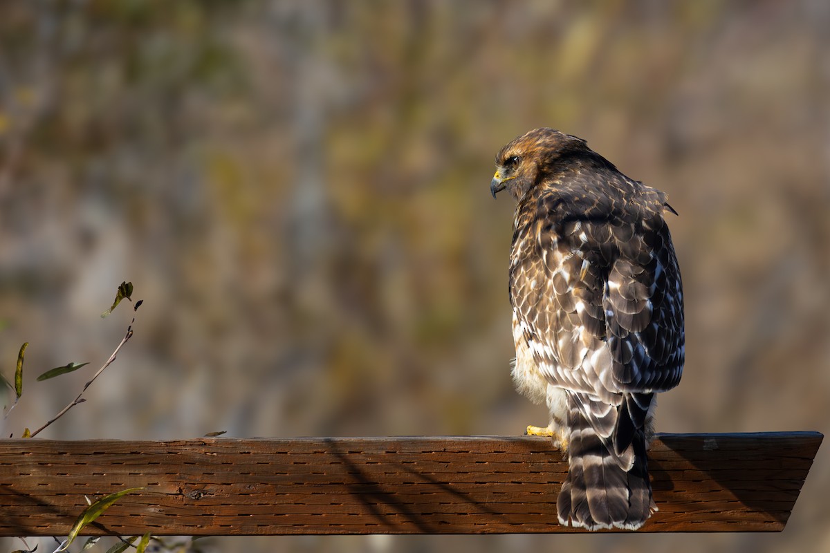 Red-shouldered Hawk - ML644508073