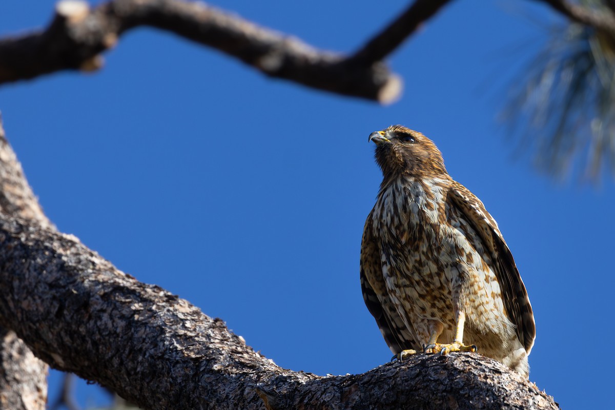 Red-shouldered Hawk - ML644508074