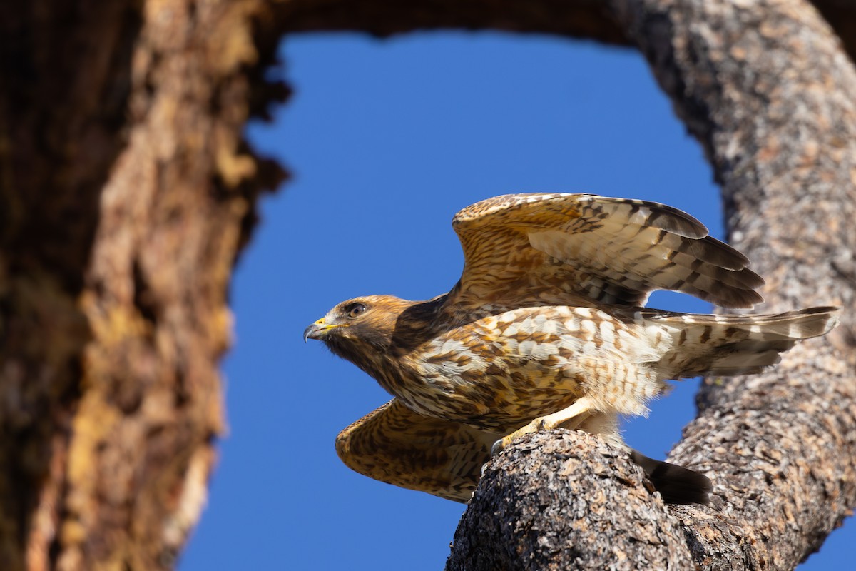 Red-shouldered Hawk - ML644508075