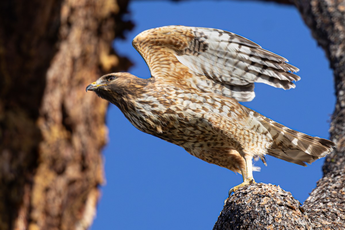 Red-shouldered Hawk - ML644508076
